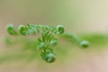 Leaves of fern close up