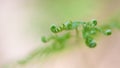 Leaves of fern close up