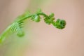 Leaves of fern close up