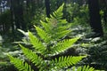 Leaves of fern - Dryopteris filix-max.