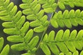 Leaves of fern - Dryopteris filix-max. Royalty Free Stock Photo