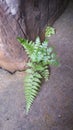 The leaves of the fern grow in brown rock crevices