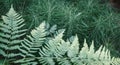 Leaves of fern and horsetail - Dryopteris filix-max Royalty Free Stock Photo