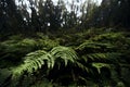 Leaves of fern in mysterious foggy forest Royalty Free Stock Photo