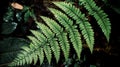 The leaves of a fern