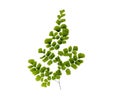 Leaves of the fern plant Adiantum Raddianum isolated on a white background