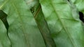 The leaves of the fern plant of the monarch fern or Phymatosorus scolopendria sway in the wind