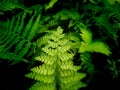 Leaves Fern on The Pots Royalty Free Stock Photo