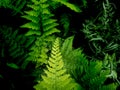 Leaves Fern on The Pots Royalty Free Stock Photo