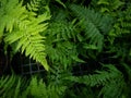 Leaves Fern on The Pots Royalty Free Stock Photo