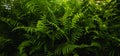 Leaves ferns, abstract green texture, nature background