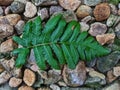Leaves of ferns resting on a bed of rocks of various sizes Royalty Free Stock Photo