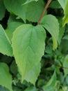 Leaves feuille close up Green spring