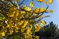 Leaves of a fig tree, Ficus carica Royalty Free Stock Photo