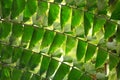 Leaves of a fishtail palm form an ornamental pattern