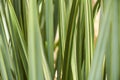 Leaves of the flax plant, phormium tenax, used in textile and paper industry