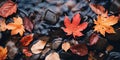 Leaves float and swirl in the water. Beautiful autumn day. Autumn rainy season concept Royalty Free Stock Photo