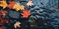 Leaves float and swirl in the water. Beautiful autumn day. Autumn rainy season concept Royalty Free Stock Photo