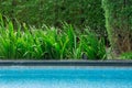 Leaves floating in the pool with a nice tree reflection off in the corner. It`s autumn and that`s the season when all these leaves