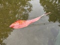 Leaves floating on water