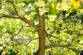 Leaves and flower background of Alstonia scholaris tree view