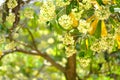 Leaves and flower background of Alstonia scholaris tree view