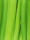 Leaves of a flower of a gladiolus