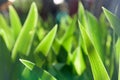 Leaves flower gladiolus closeup Royalty Free Stock Photo