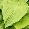 Leaves flower Hosta fortunei