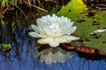 Leaves and flower of the largest water lily Victoria amazonica on the surface of the water. Royalty Free Stock Photo