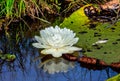 Leaves and flower of the largest water lily Victoria amazonica on the surface of the water. Royalty Free Stock Photo