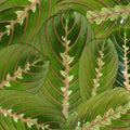 Leaves flower maranta macro