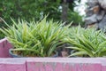 The leaves of the flower in pots with the nature background