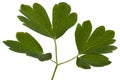 Leaves of the flowers of catchment, lat. Aquilegia, isolated on white background Royalty Free Stock Photo