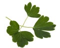 Leaves of the flowers of catchment, lat. Aquilegia, isolated on white background Royalty Free Stock Photo