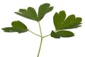 Leaves of the flowers of catchment, lat. Aquilegia, isolated on white background Royalty Free Stock Photo