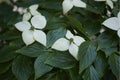 Branch with white inflorescence of Cornus controversa Royalty Free Stock Photo