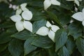 Branch with white inflorescence of Cornus controversa