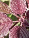 Leaves and flowers of crimson amaranth. Amaranthus is a cosmopolitan genus of annual or short-lived perennial plants. Most of the Royalty Free Stock Photo