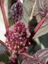 Leaves and flowers of crimson amaranth. Amaranthus is a cosmopolitan genus of annual or short-lived perennial plants. Most of the Royalty Free Stock Photo