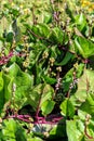 Leaves and flowers of edible perennial vine Basella alba `Rubra` known under various common names, including Malabar spinach, vi Royalty Free Stock Photo