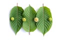 Leaves, flowers, fruits and liquid of Kratom or mitragynine Royalty Free Stock Photo