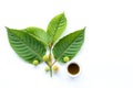 Leaves, flowers, fruits and liquid of Kratom or mitragynine