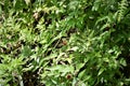 The leaves, flowers and fruits of Rubus rosifolius in the forest