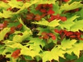Leaves and flowers on a golden leaved Japanese maple shrub Royalty Free Stock Photo