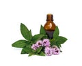 Leaves and flowers mint  Mentha  with pharmaceutical bottle on white background Royalty Free Stock Photo
