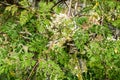 Leaves and flowers of moringa tree Moringa oleifera Lam. Moringaceae Royalty Free Stock Photo