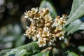 Leaves and flowers of nespolo giapponese Eriobotrya japonica