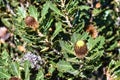 Leaves and flowers of the oak-leaved banksia (banksia quercifolia)