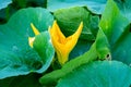 Leaves and flowers of a pumpkin growing in the garden Royalty Free Stock Photo